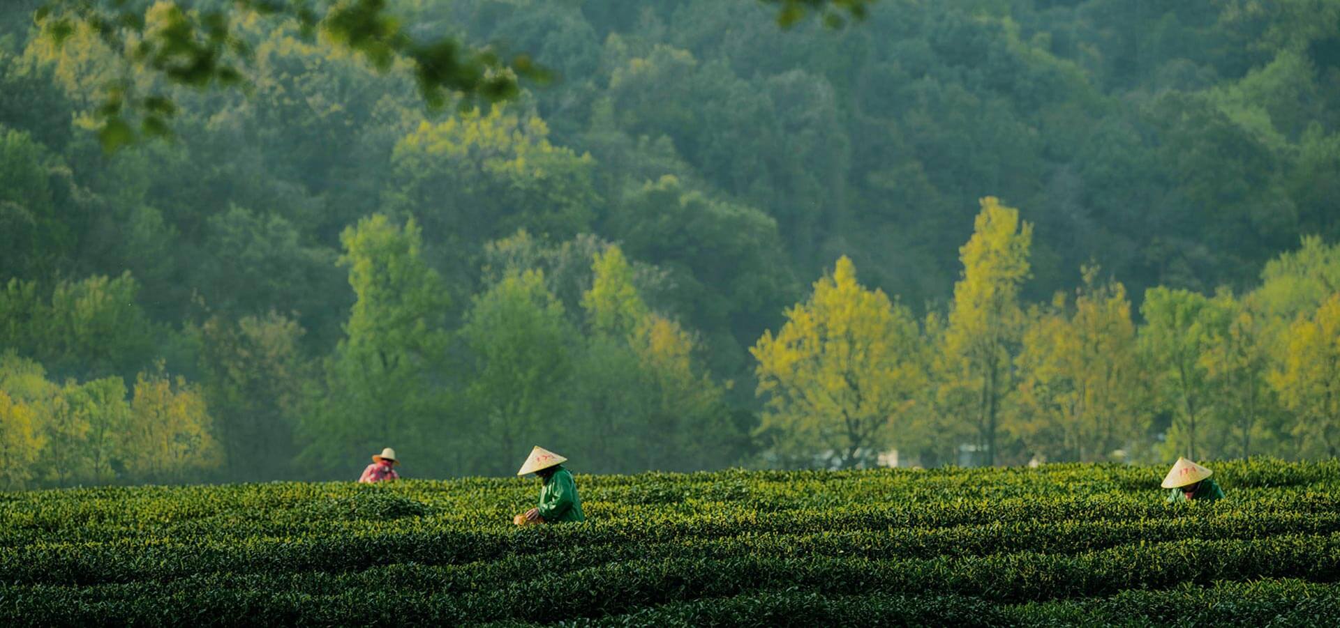 李陌茶|只做好茶